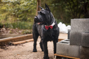 Oliver the dog lifestyle blog from Corinne Left Corporate