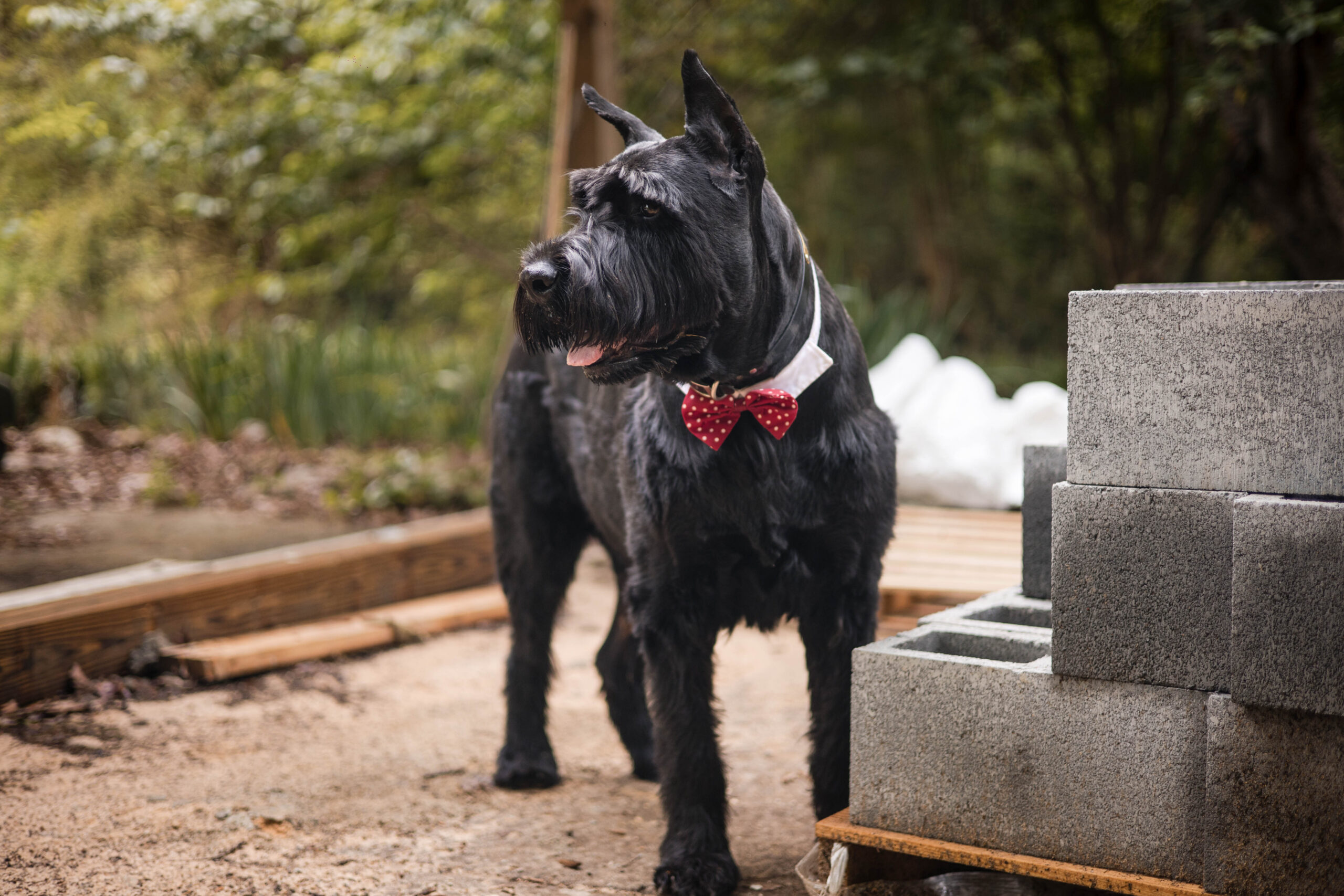 Oliver the dog lifestyle blog from Corinne Left Corporate