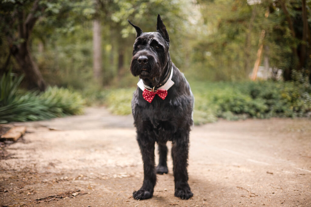OliverBowtieFavorite-CorinneLeftCorporate-About Corinne Left Corporate a journey of self-love and radical acceptance