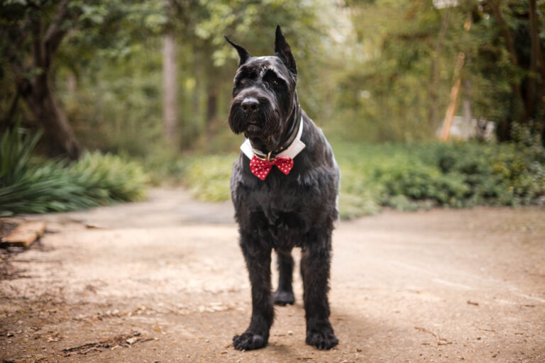 OliverBowtieFavorite-CorinneLeftCorporate-About Corinne Left Corporate a journey of self-love and radical acceptance